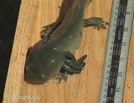 Sonoran tiger salamander