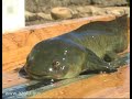 Sonoran Tiger Salamander