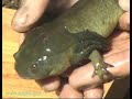 sonoran tiger salamander