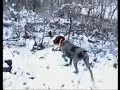 Çulluk Ferma Çulluk Ferma
