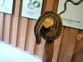 One of the deadliest snakes in the world Taipan in Australia One of the deadliest snakes in the world Taipan in Australia