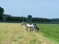 De paarden Daan Capita en hun uitbundige kennismaking