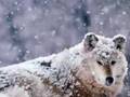Looking for North - Sacred Spirit - Native American