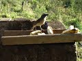 Saíra-amarela, Trinca-ferro, Tiê-preto (fêmea), Sanhaço-cinzento