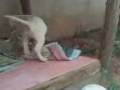 videos de Dogo Argentino Filhotes