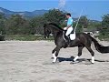 Dressurpferd & Springpferd mit tollen Bewegungen Dressurpferd & Springpferd mit tollen Bewegungen