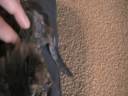 Footage of Dexter running around Footage of Dexter running around