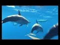 year-of-the-dolphin-2007.html