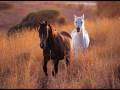 ANIMAUX