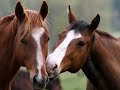 Hoofbeats, Heartbeats  Wings
