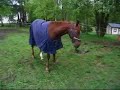 Funny Horse