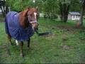 Funny Horse