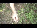 mushroom obsession