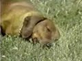 Dachshund Narcolepsy
