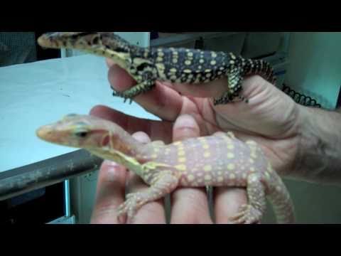 YouTube reptile video