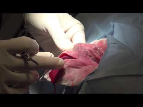 how to treat mma damaged nails