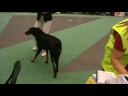 WW 08 beauceron WW 08 beauceron