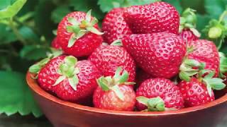 Quick Start Gardening Guide: Bare Root (Strawberries)