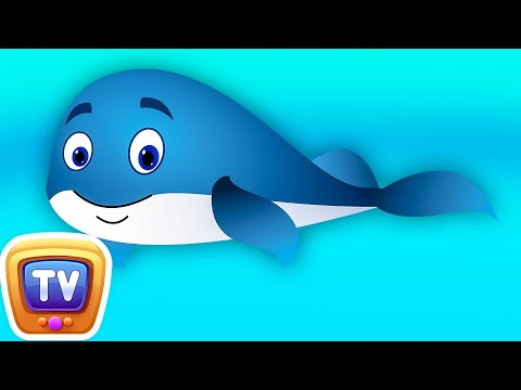 whale