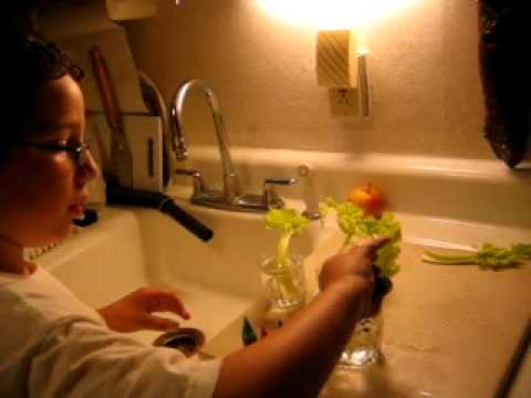 how to dye celery