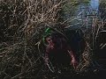 Jackass - Creek Snorkle Jackass - Creek Snorkle