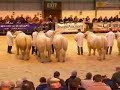 Perth Bull sales 2007 Perth Bull sales 2007