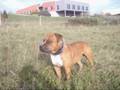 KING PETIT FILM