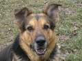 Tierheim Hund Ricky