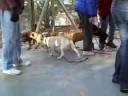 Best Friends Puppy Socialization