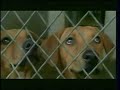 Pedigree Dog Adoption Drive