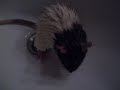 manja-found-a-rat.html