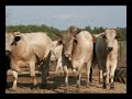 Bull Riding Bulls at Meech Bucking Bulls