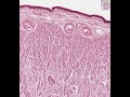 Shotgun Histology Tongue