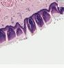 Shotgun Histology Tongue