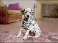 Nintendogs Dalmatiner