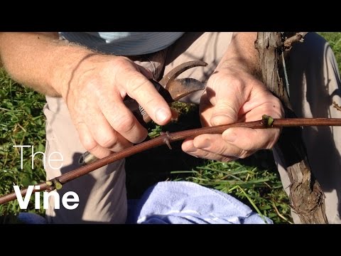 how to join amazon vine