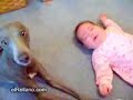 bebe vs  perro