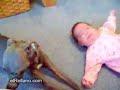 bebe vs  perro