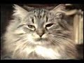 Funny Cats