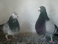 Palomas Gorgueras Manuel Caballero
