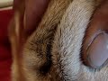 birth of a baby bunny rabbit, a rabbit gives birth, birth of a baby bunny rabbit, a rabbit gives birth,