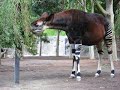 Okapi munching Okapi munching
