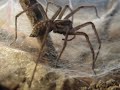 Tegenaria Atrica feeding 