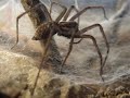 Tegenaria Atrica (feeding)