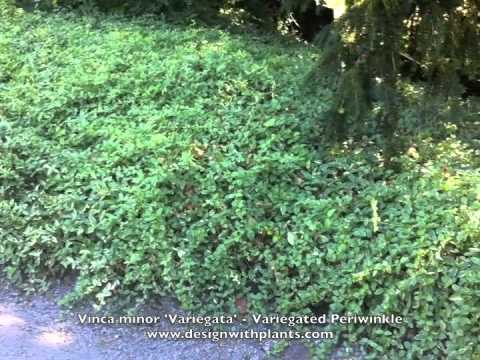 how to transplant vinca vine