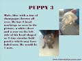 STOLEN BLUE STAFFORDSHIRE BULL TERRIERS