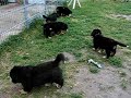 irma bernese mountain dog - puppies 8 weeks old #3