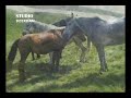 Sar Planina   Hasan Muska
