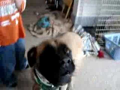 english mastiff