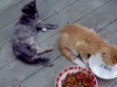 My two kittens Grey and Tiger Video 2